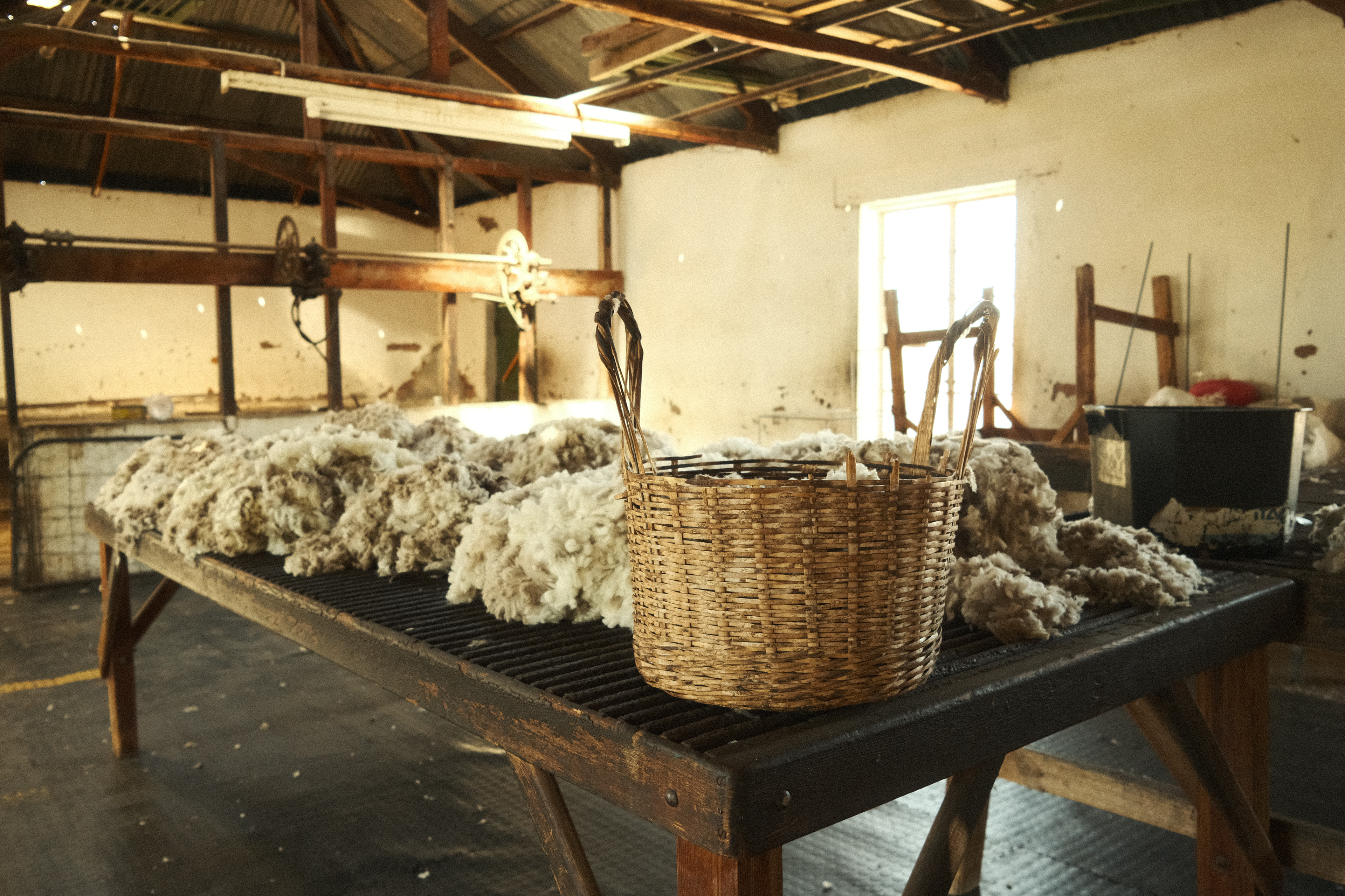 "Sheep No More" in Vintage Color by Nathalie Boucry