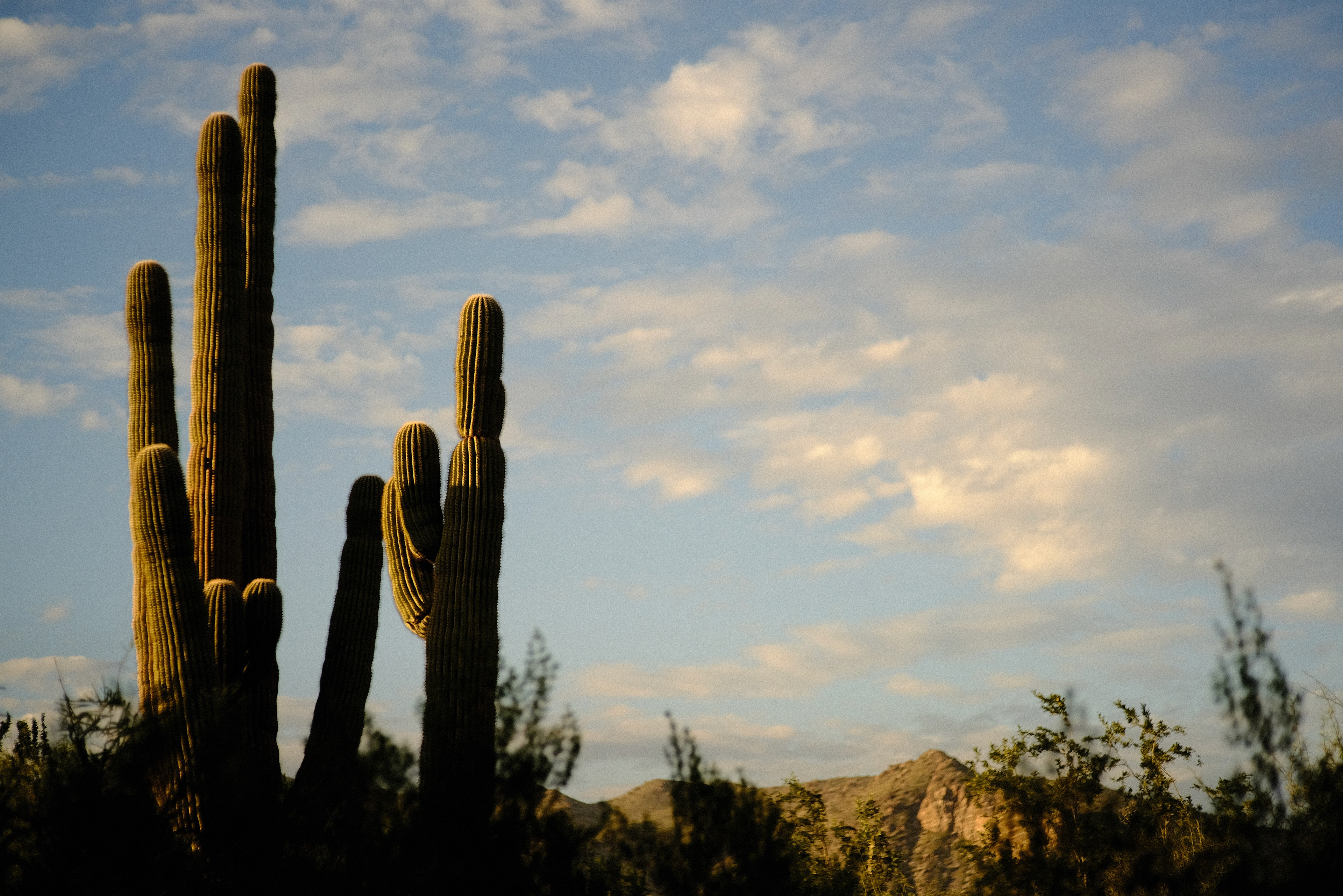 "Evening Saguaro" in Kodak Ektachrome 100SW by Ritchie Roesch