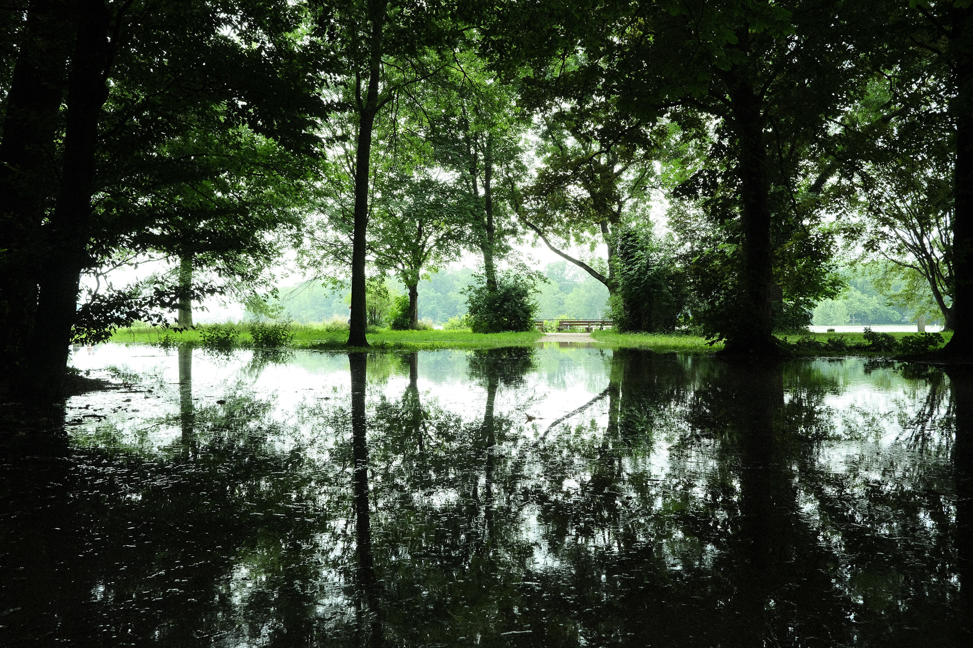 Flooded Forest by Nathalie Boucry