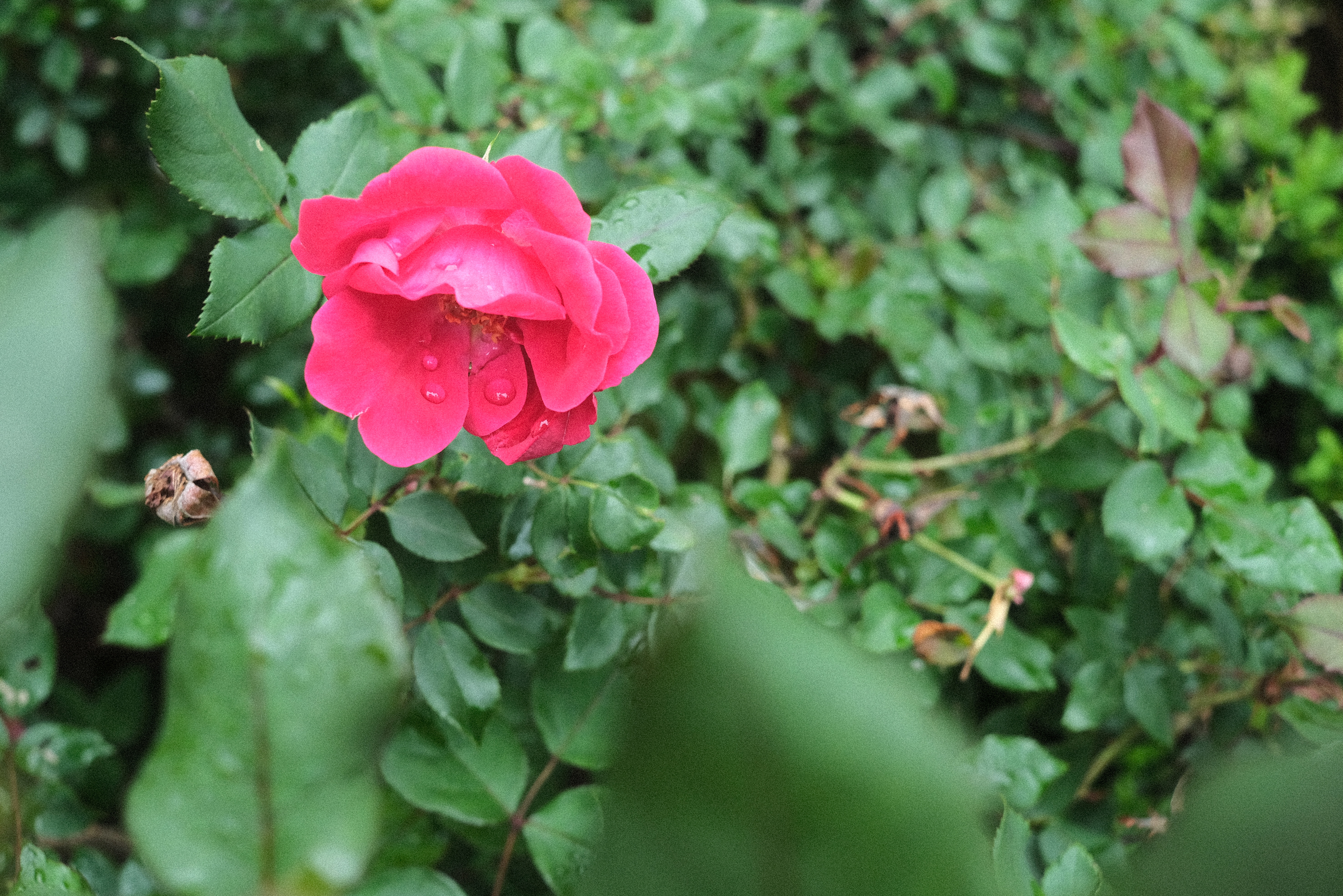Pink Rose by Ritchie Roesch
