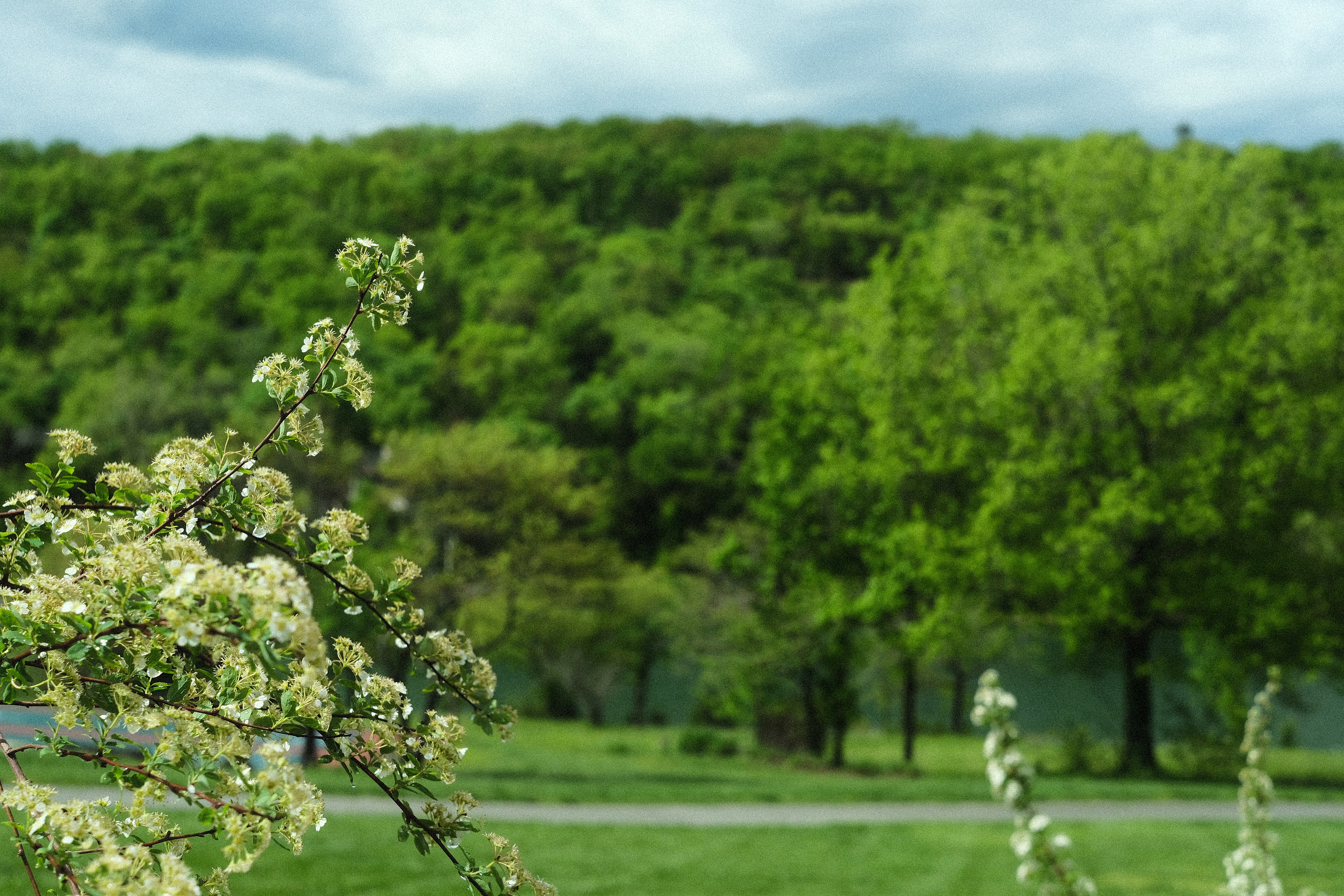 Fujicolor Green Landscape by Ritchie Roesch