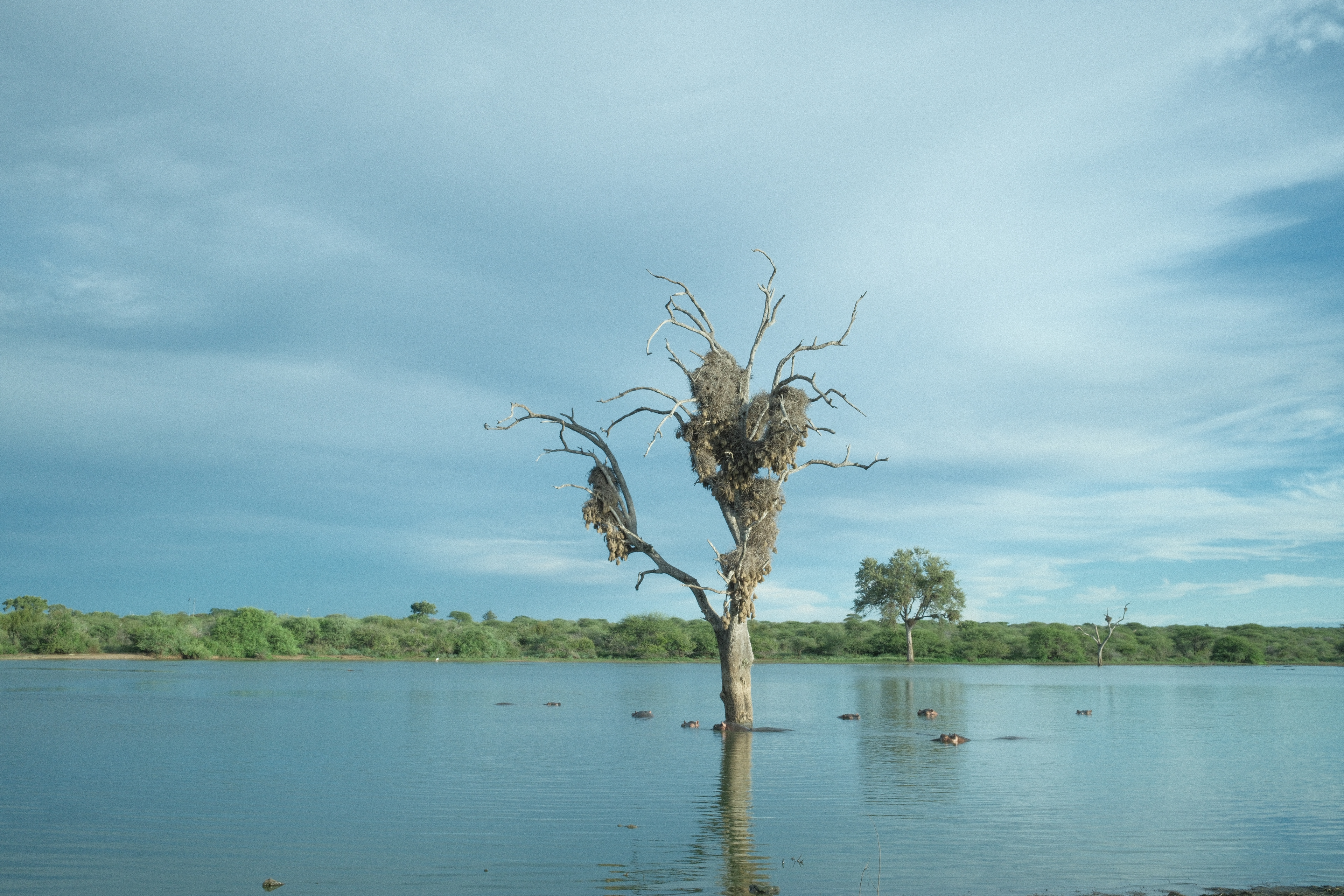 "Sticking Out" in Pulled Negative by Nathalie Boucry