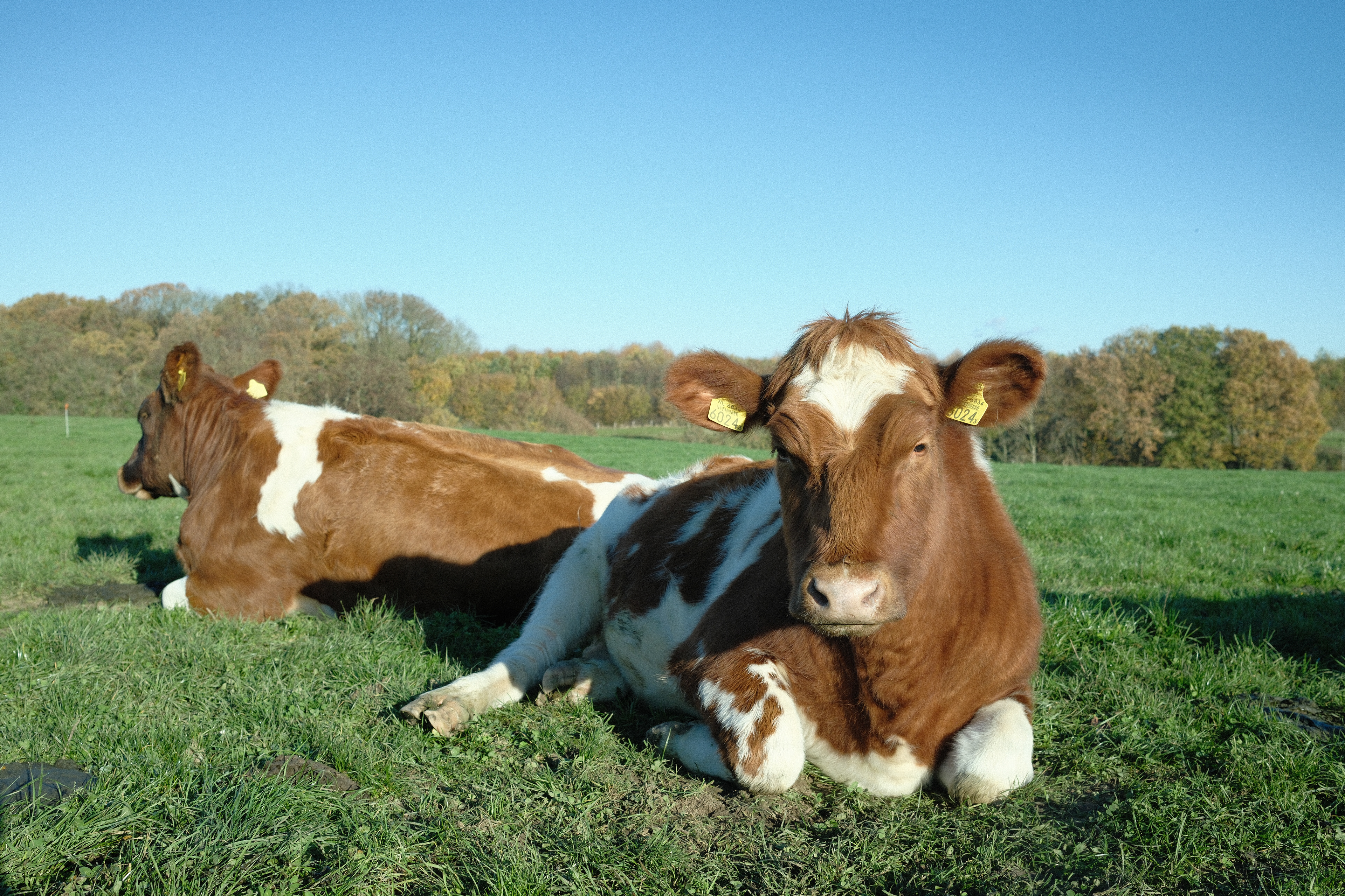 "Cow-ering" in Fuji Negative by Nathalie Boucry