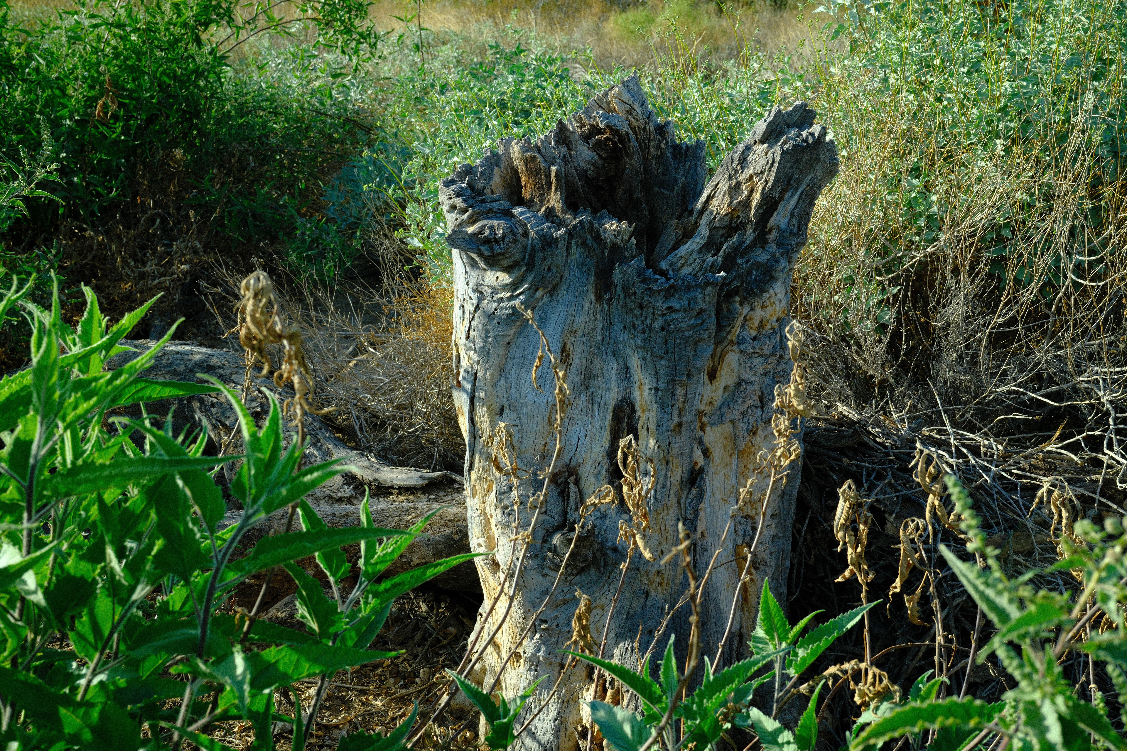 "Stumped" in Velvia 100F by Ritchie Roesch