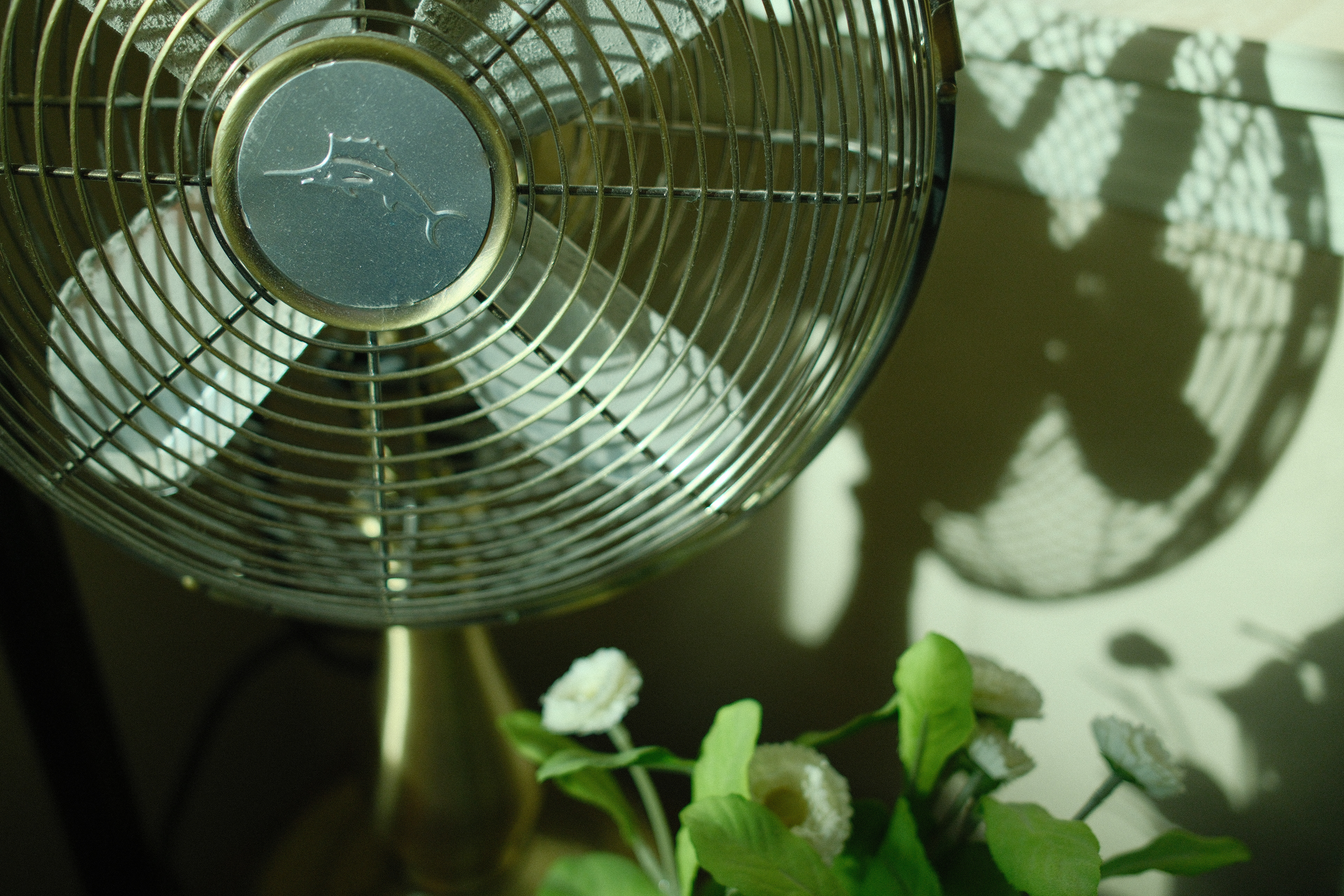 "A Fan" in Indoor Astia by Ritchie Roesch