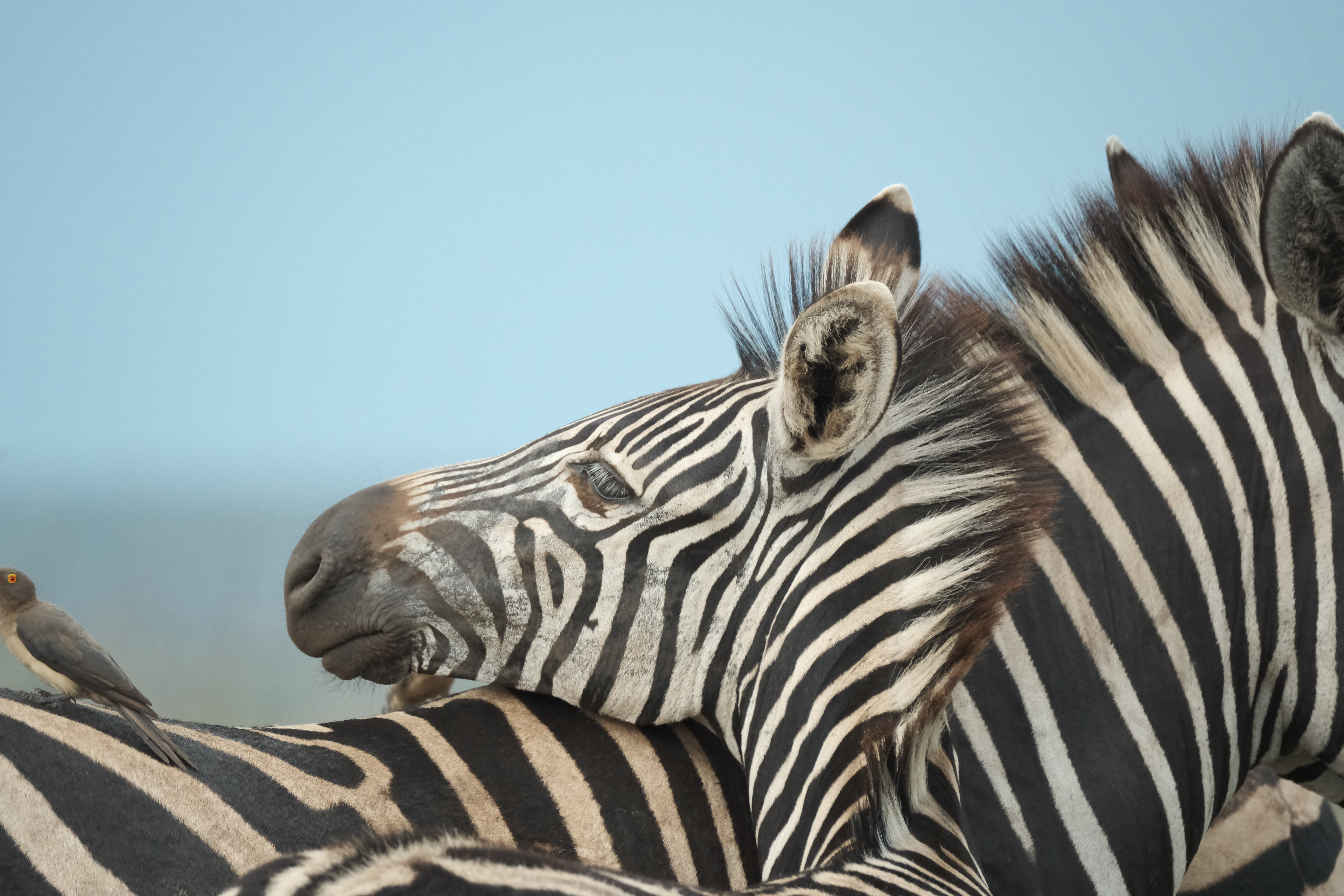 "Striped" in Eterna Film by Nathalie Boucry