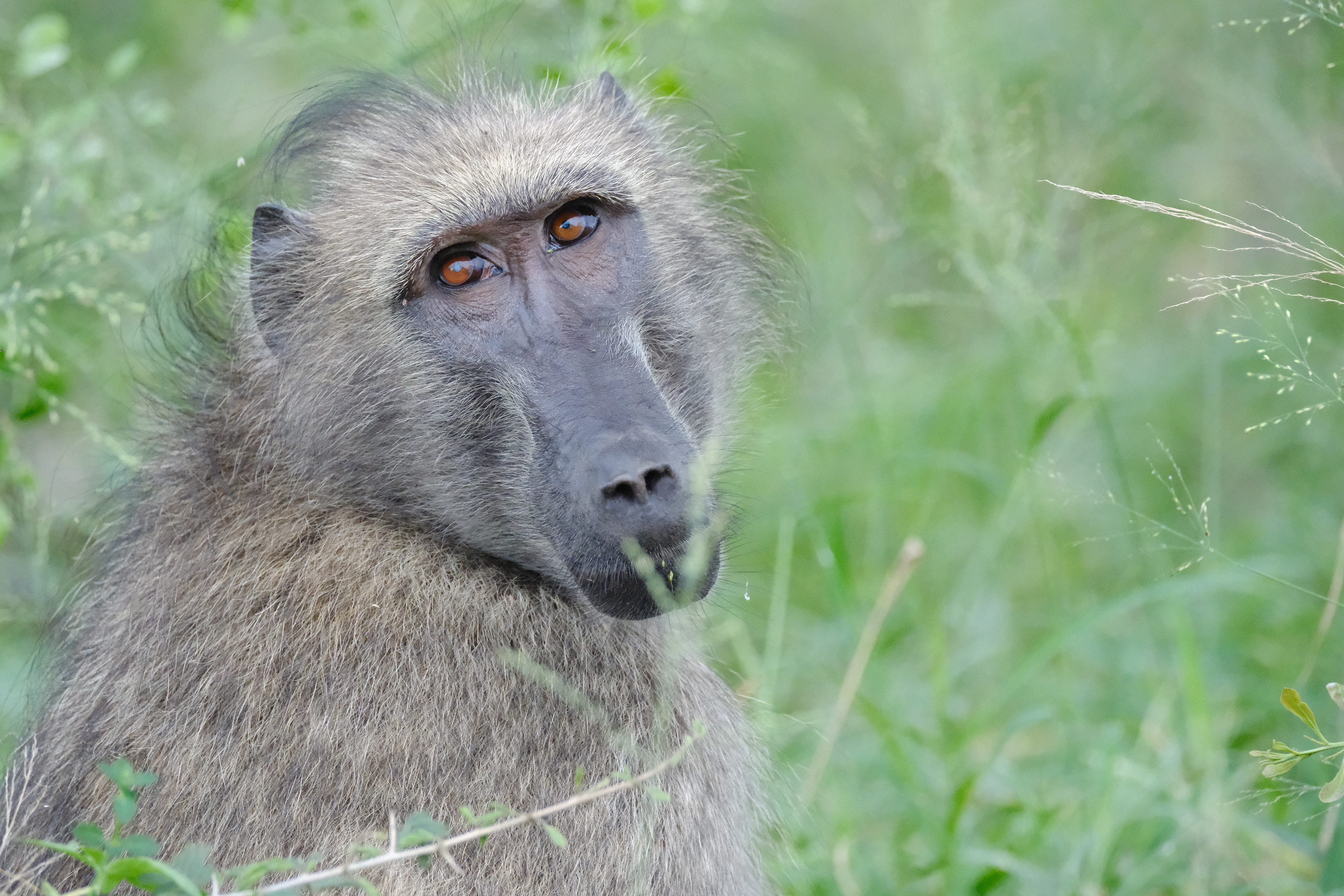 "Eye Contact" in Indoor Astia by Nathalie Boucry