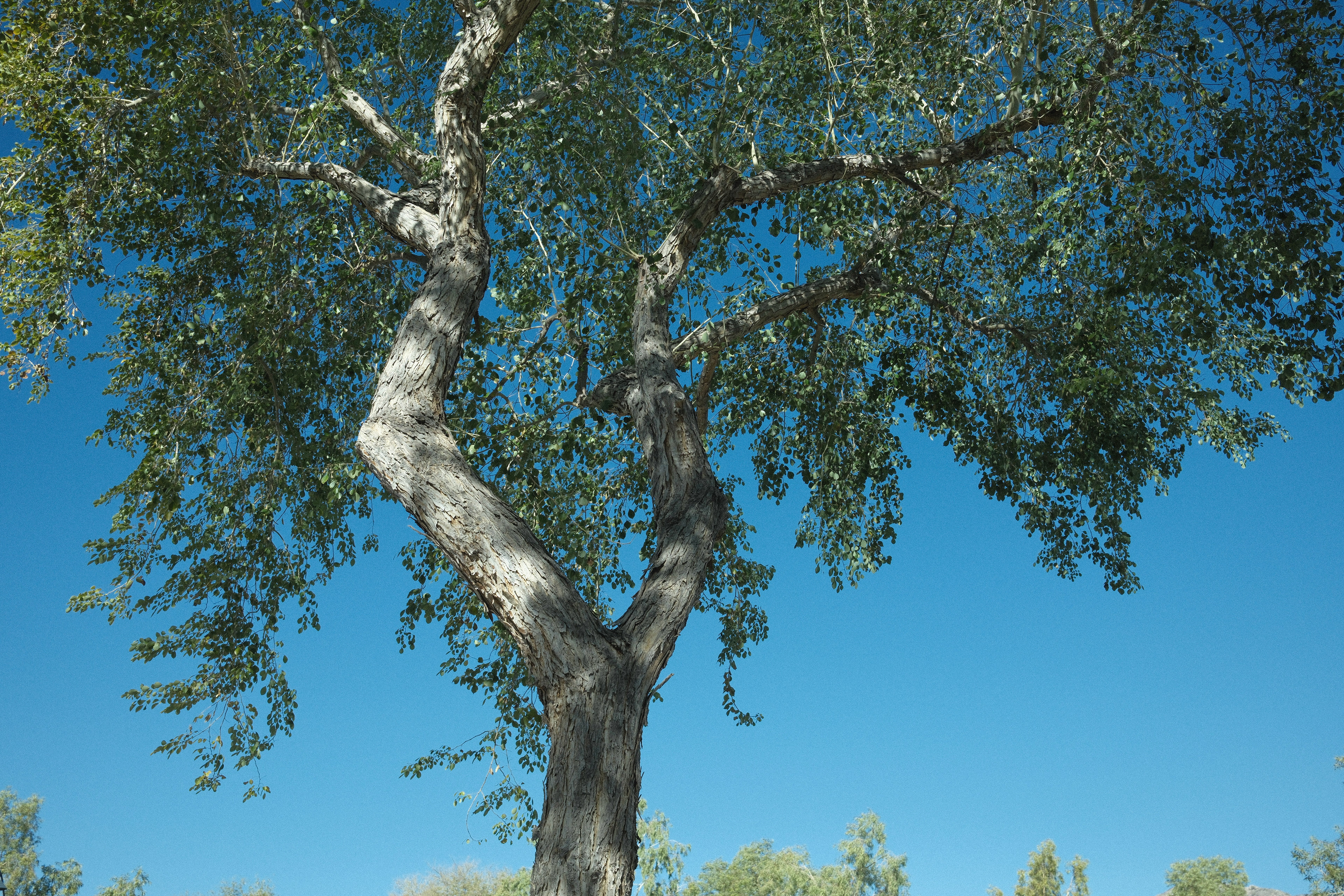 "Branching Out" in Pulled Negative by Ritchie Roesch