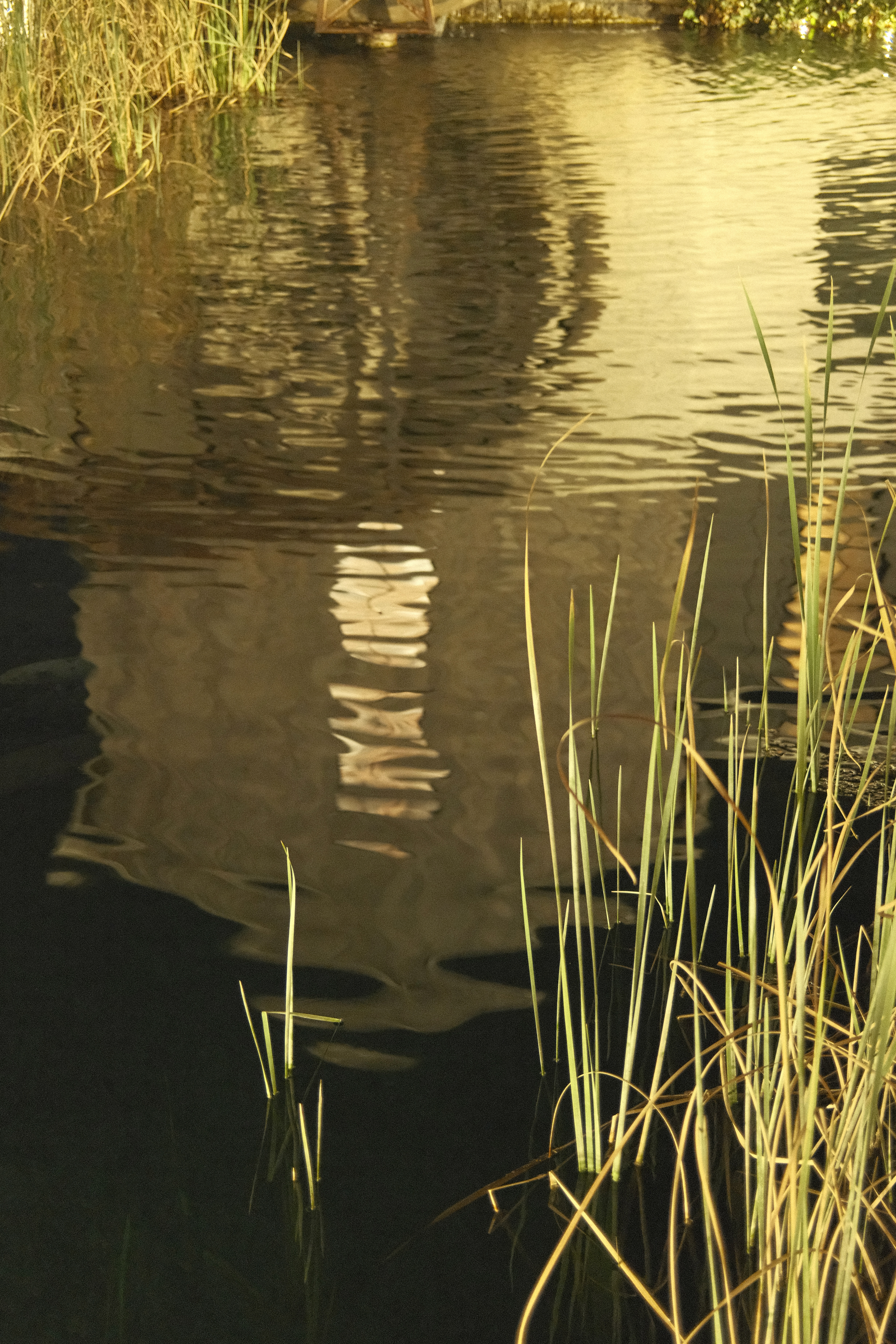 "Pondering Reflections" in Eterna Film by Ritchie Roesch