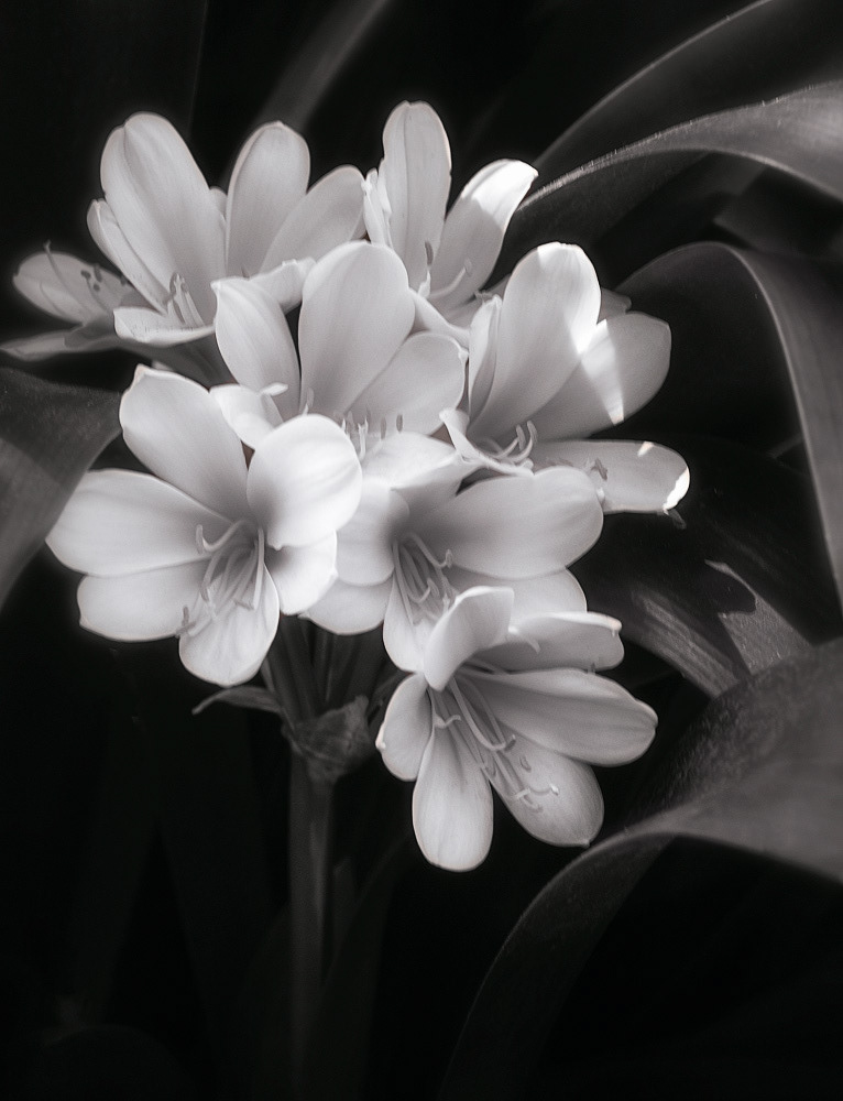 Clivia