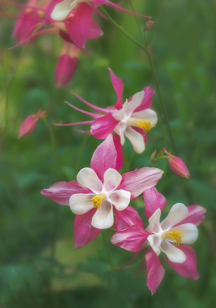 Columbine