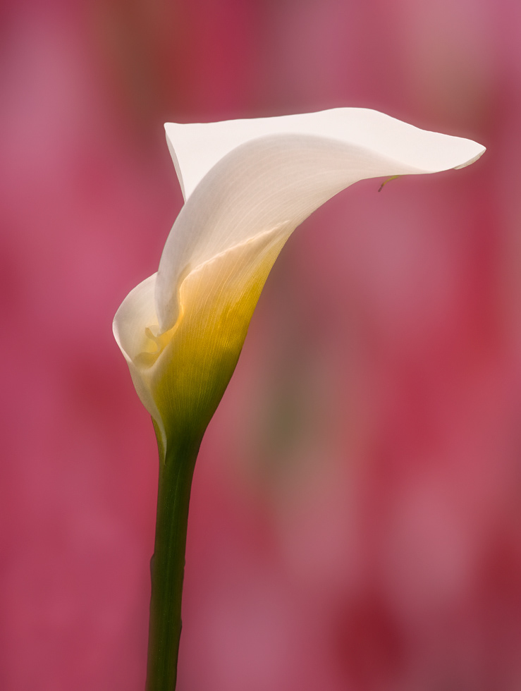 Crowned Cala Lily