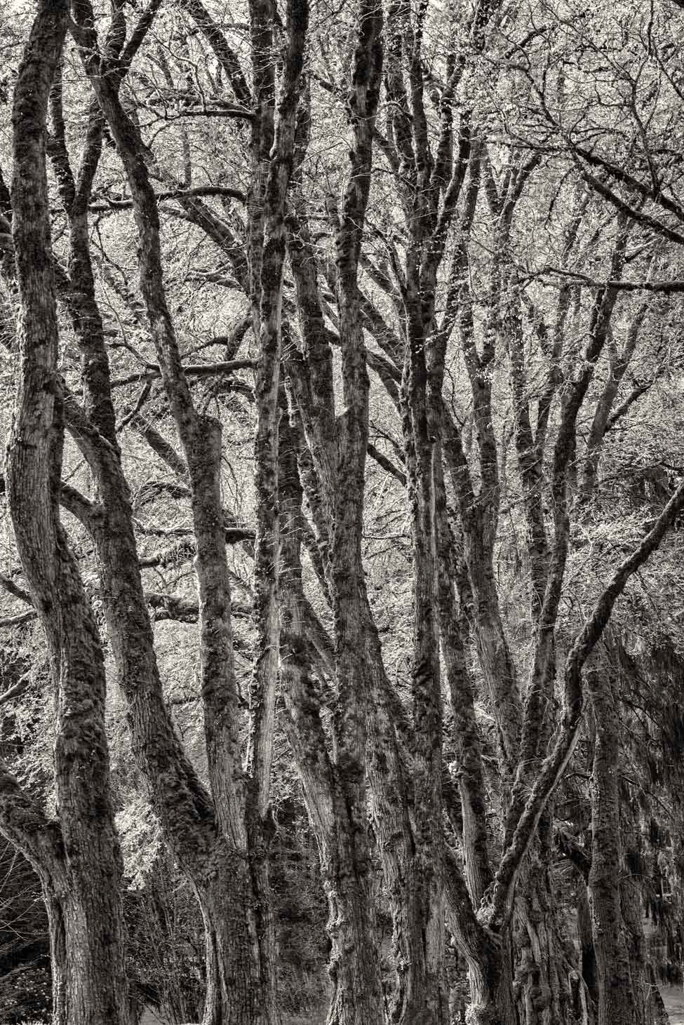 Jenkin's Elm Grove