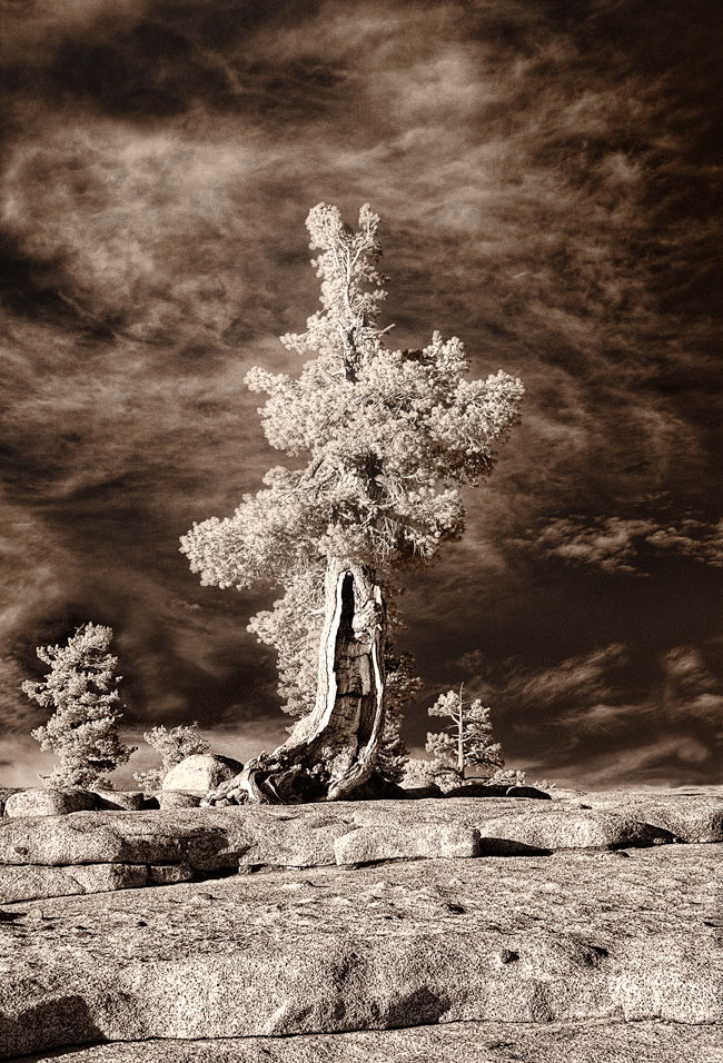 Olmsted Point Juniper