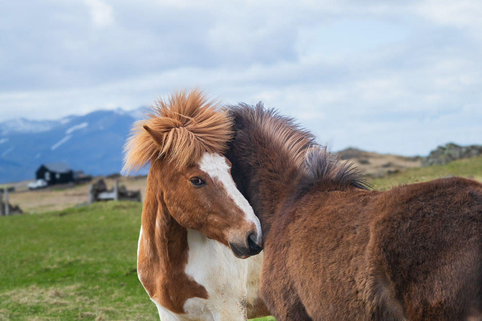 Heart & Soul of Iceland