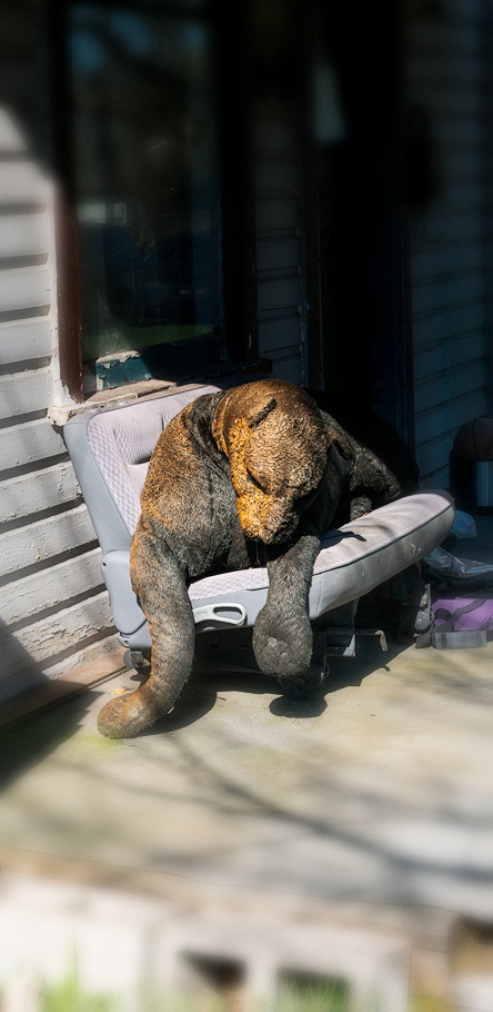 Bear Necessities, Independence OR