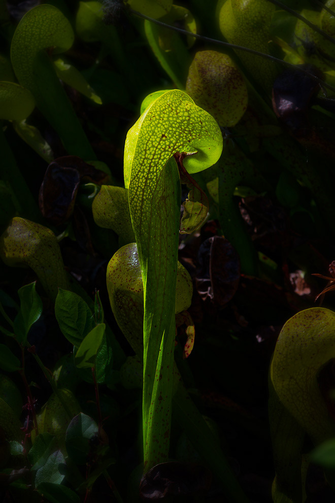Darlingtonia August