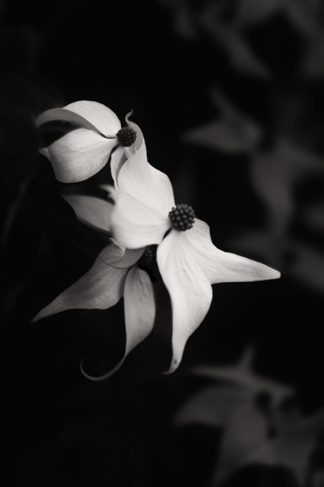 Dogwood