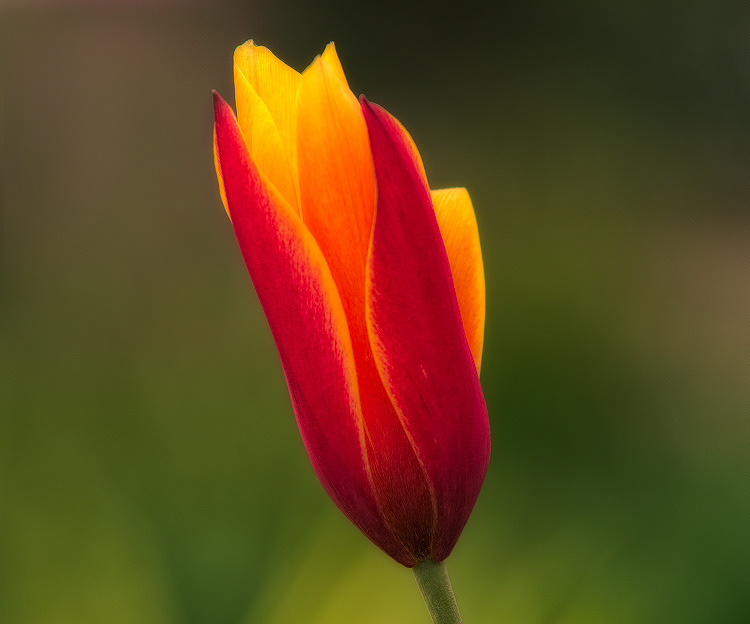 FloraElegan