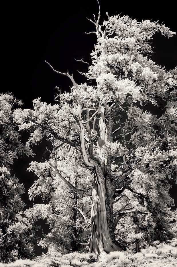 Bristlecone Pine
