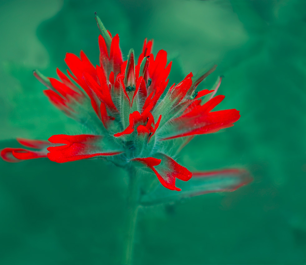 Paintbrush