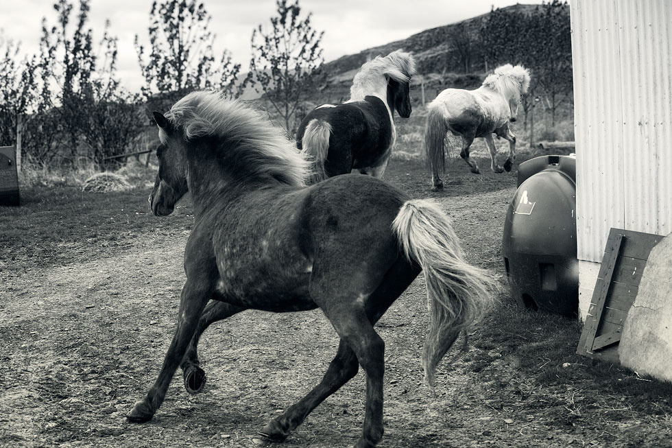 Hjorleifsson Farm II