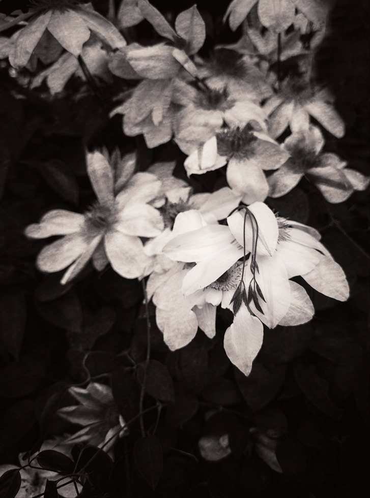 Clematis