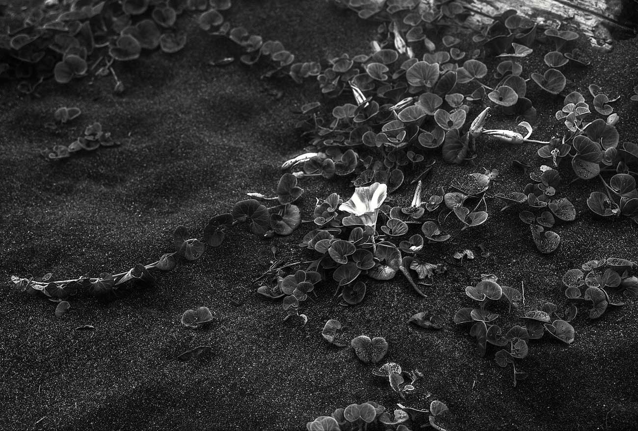 flower Beach
