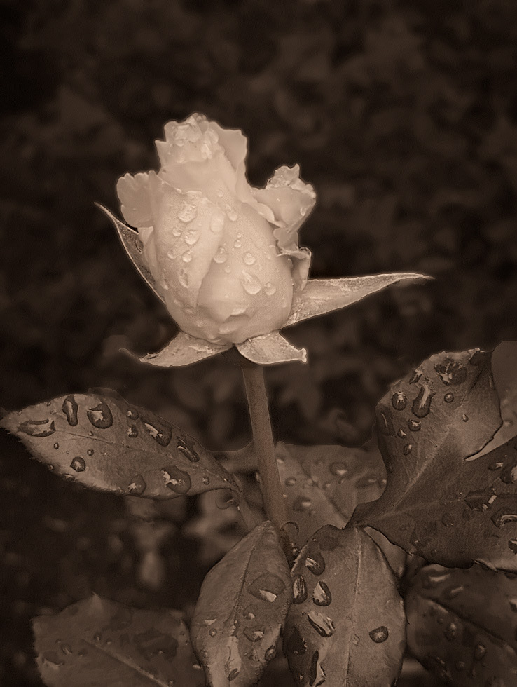 Oregon Rose