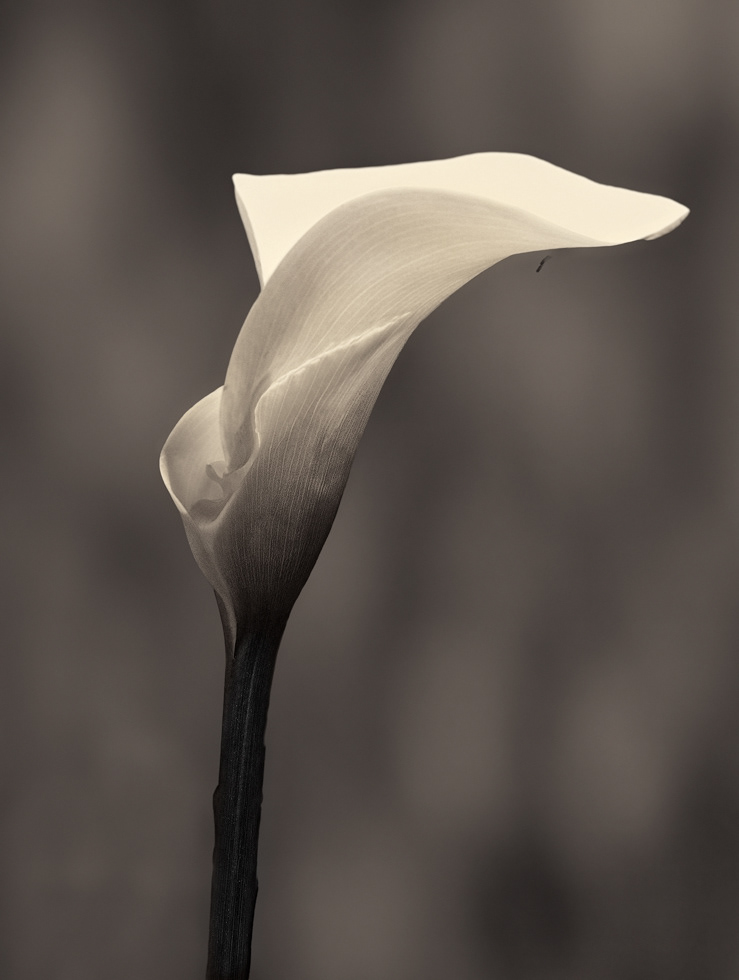 Crowned Cala Lily2