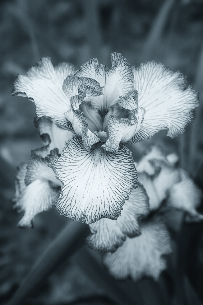 Iris Blue
