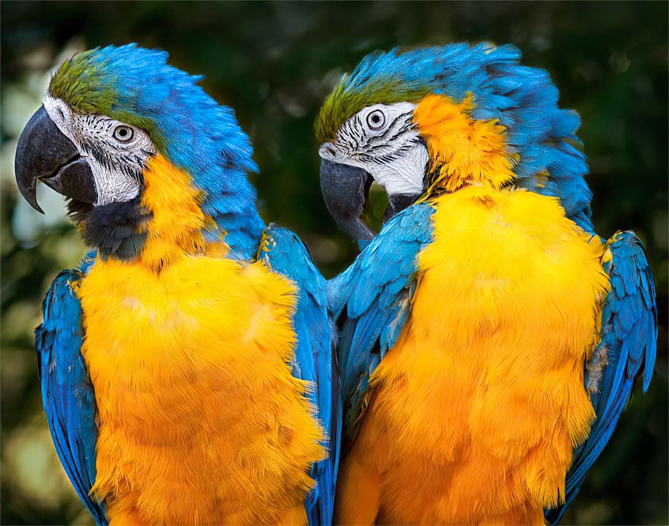 Macaws