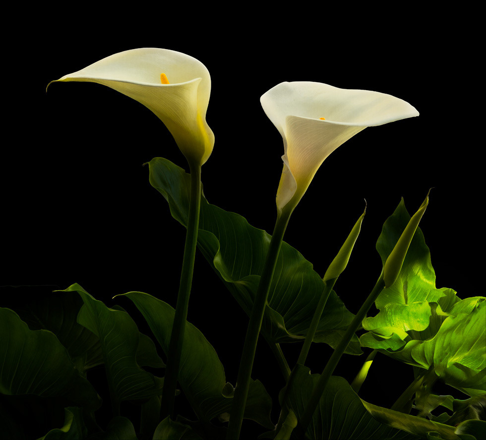 Spring Calla
