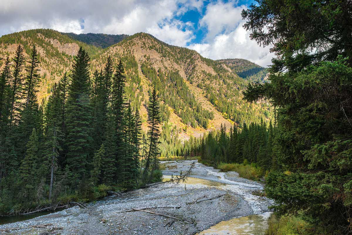 Montana Gold