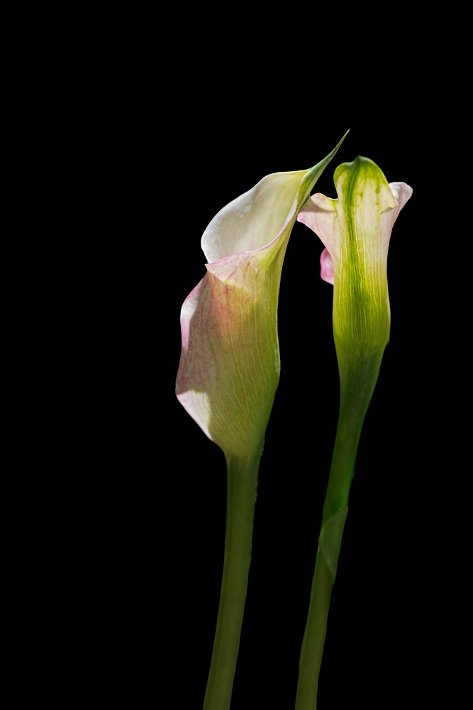 Caress
