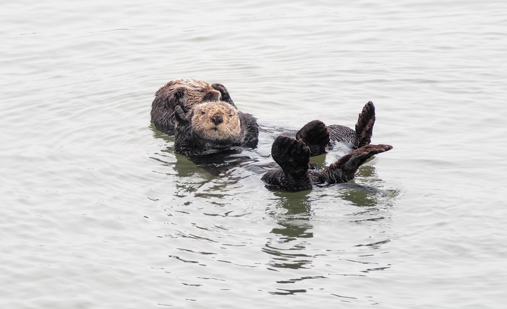 Moss Landing Otters