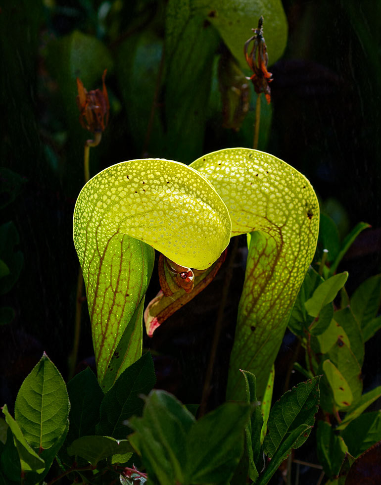 Darlingtonia duo