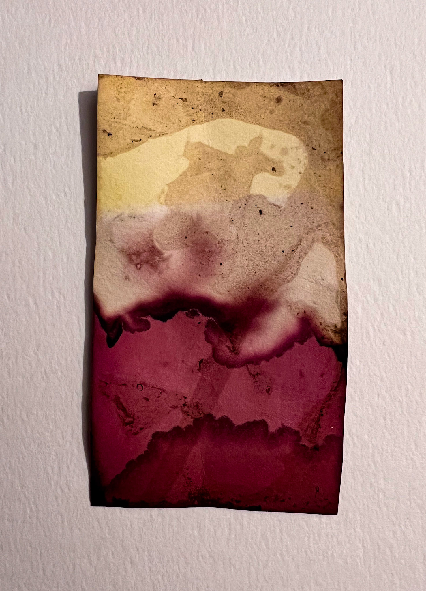 turmeric, hibiscus, & wild grape on watercolor paper