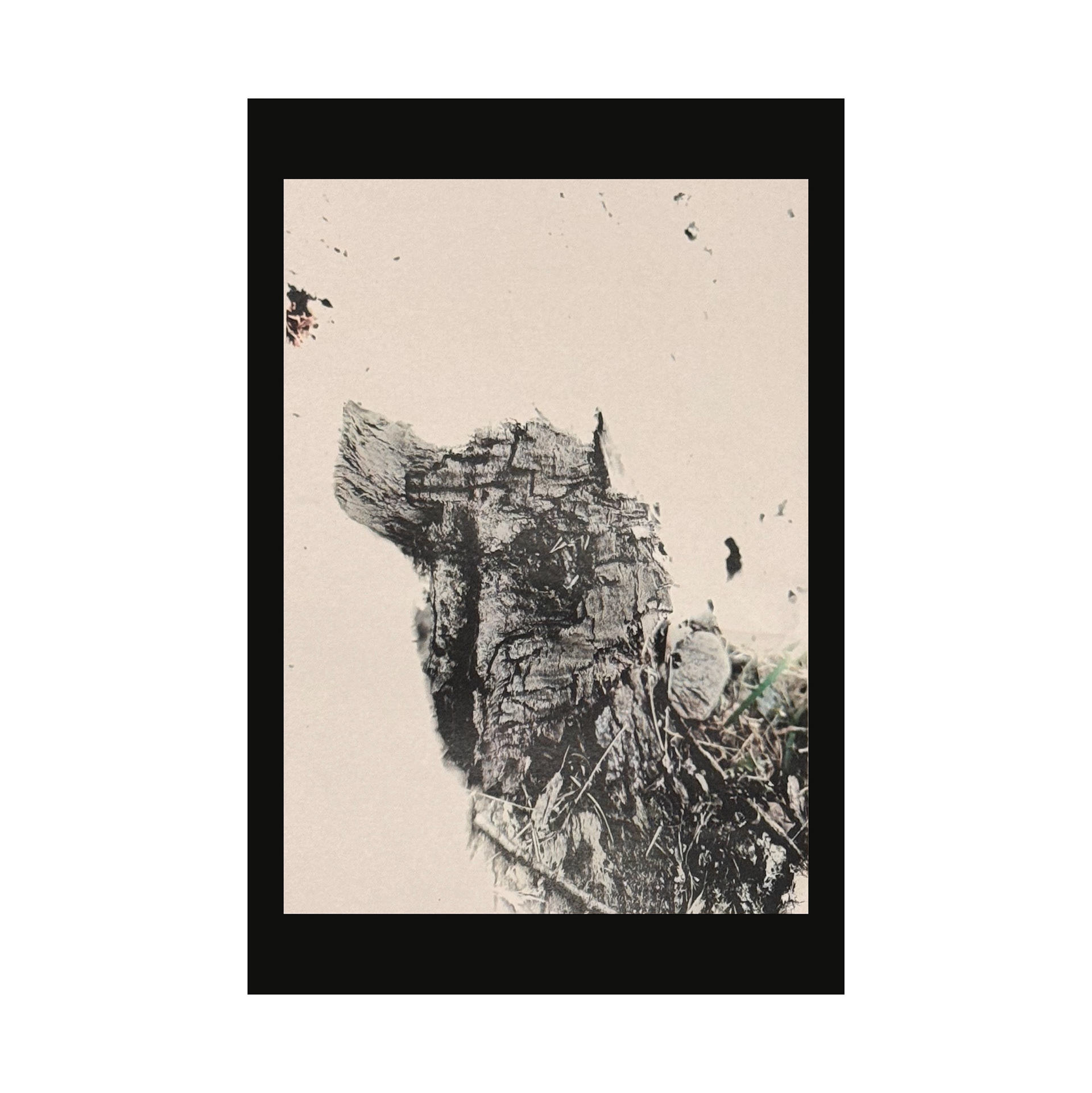 Bark photograph: 5x7" greeting card or print