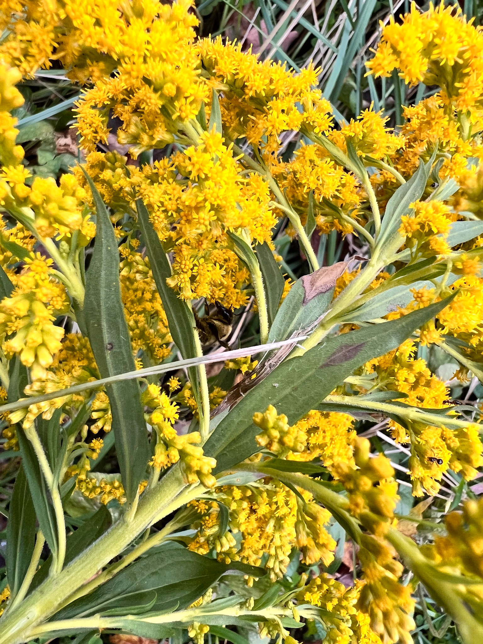 goldenrod