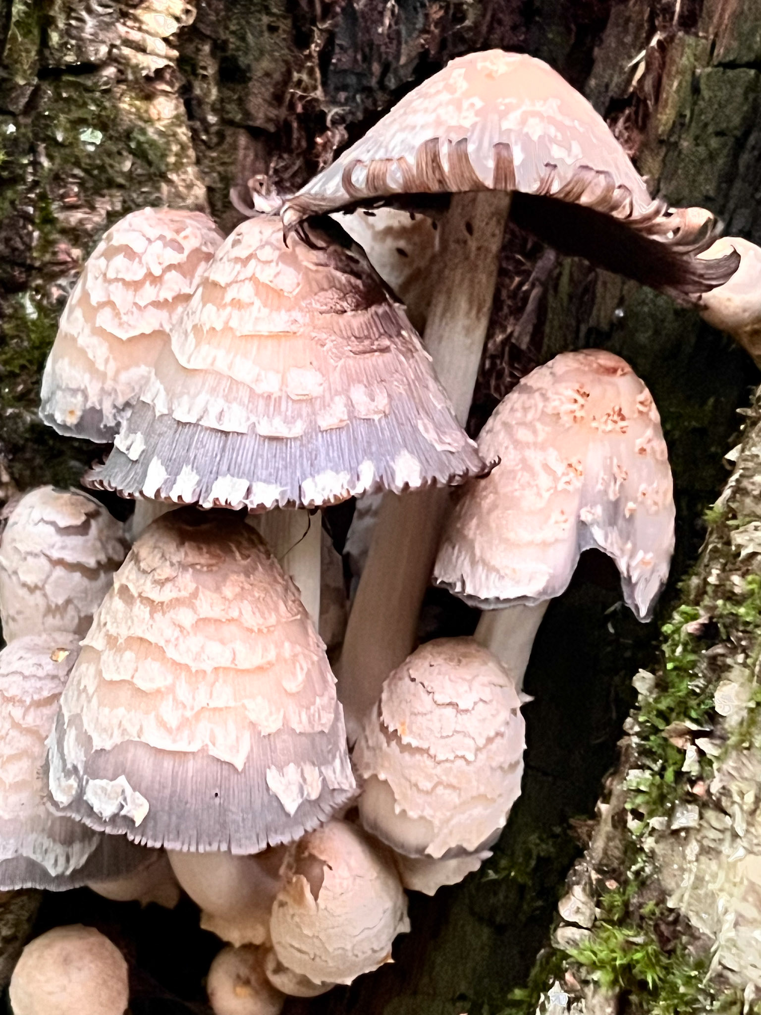 shaggy ink cap mushrooms