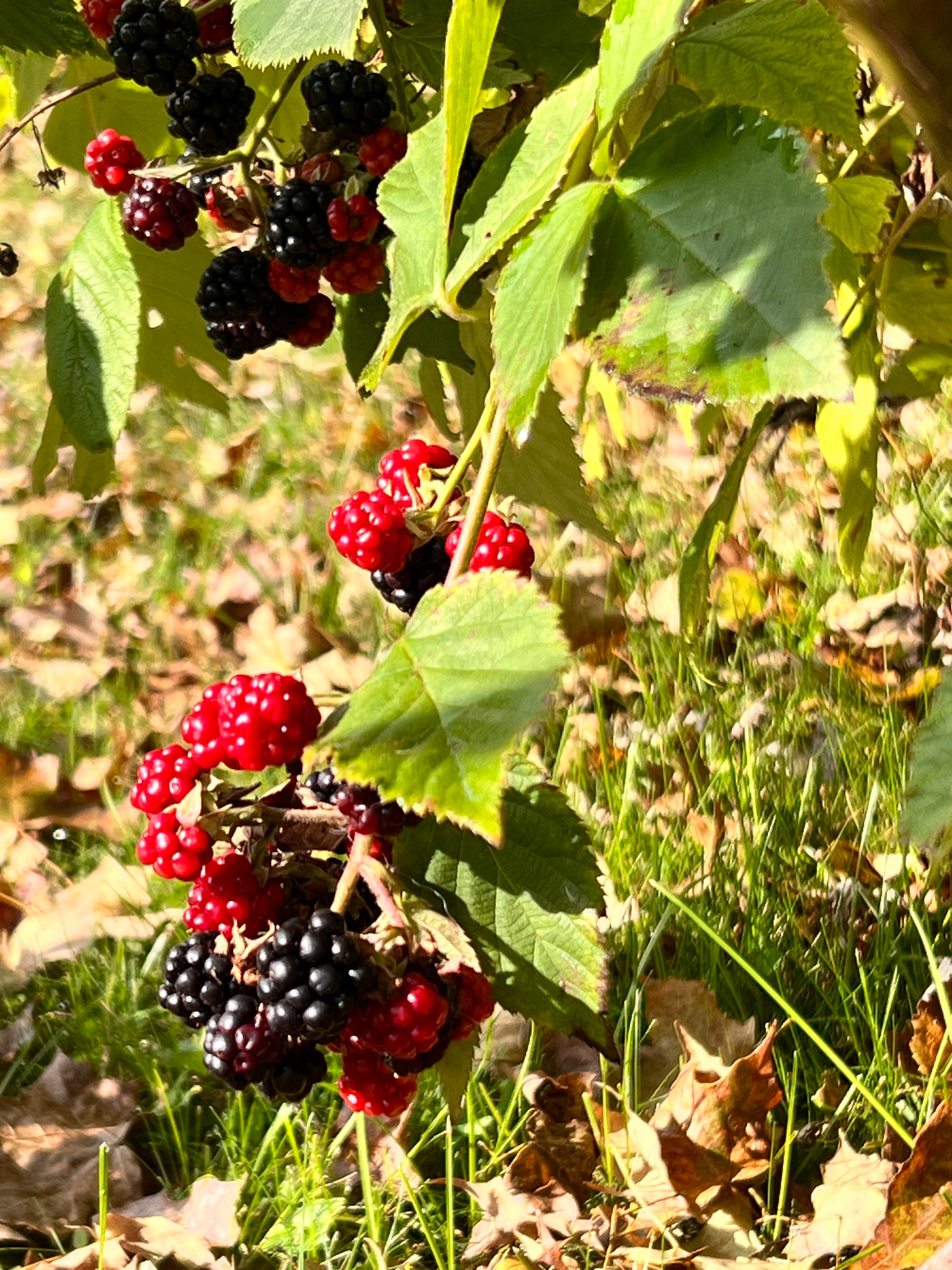 blackberries
