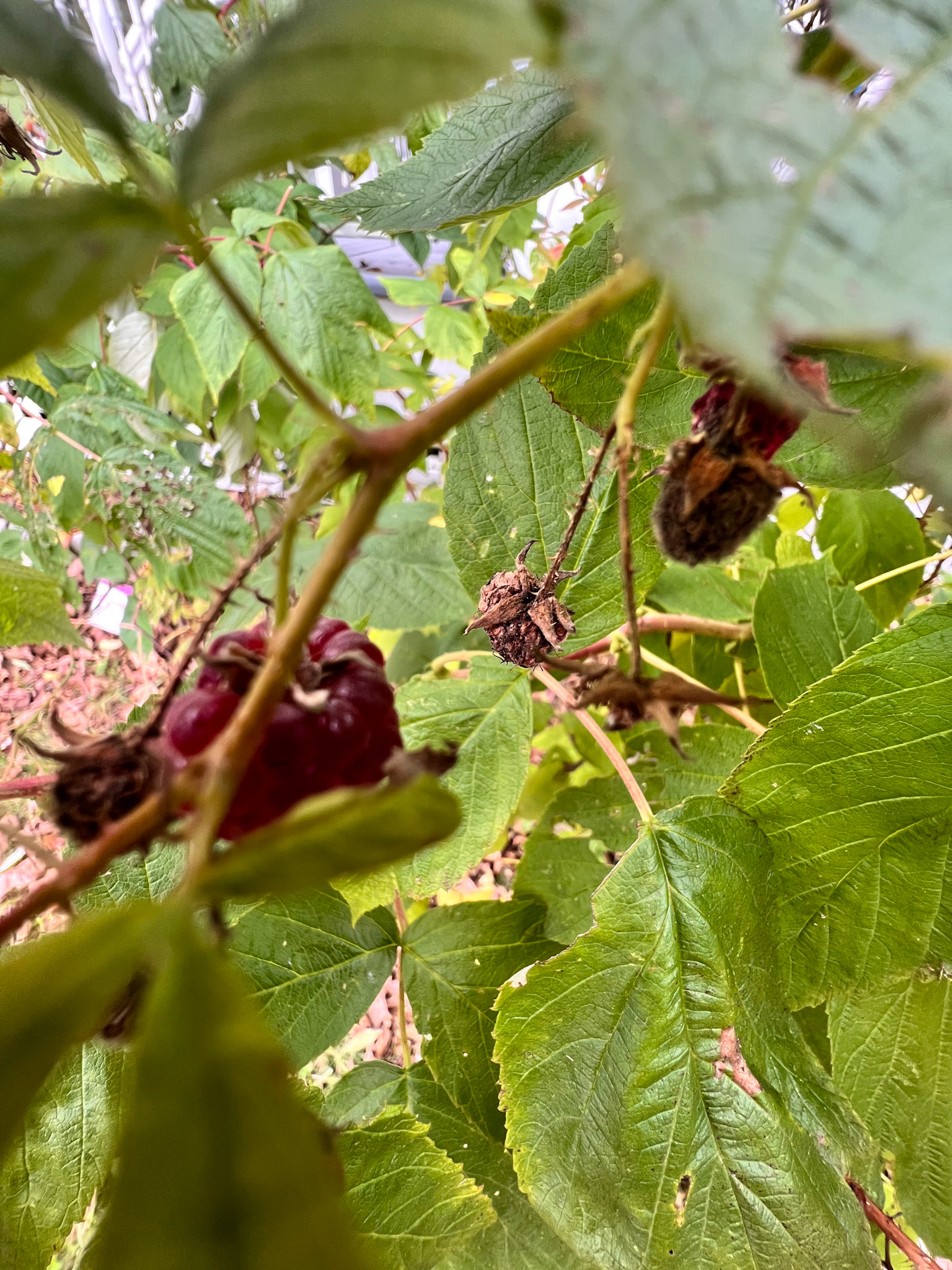 raspberries