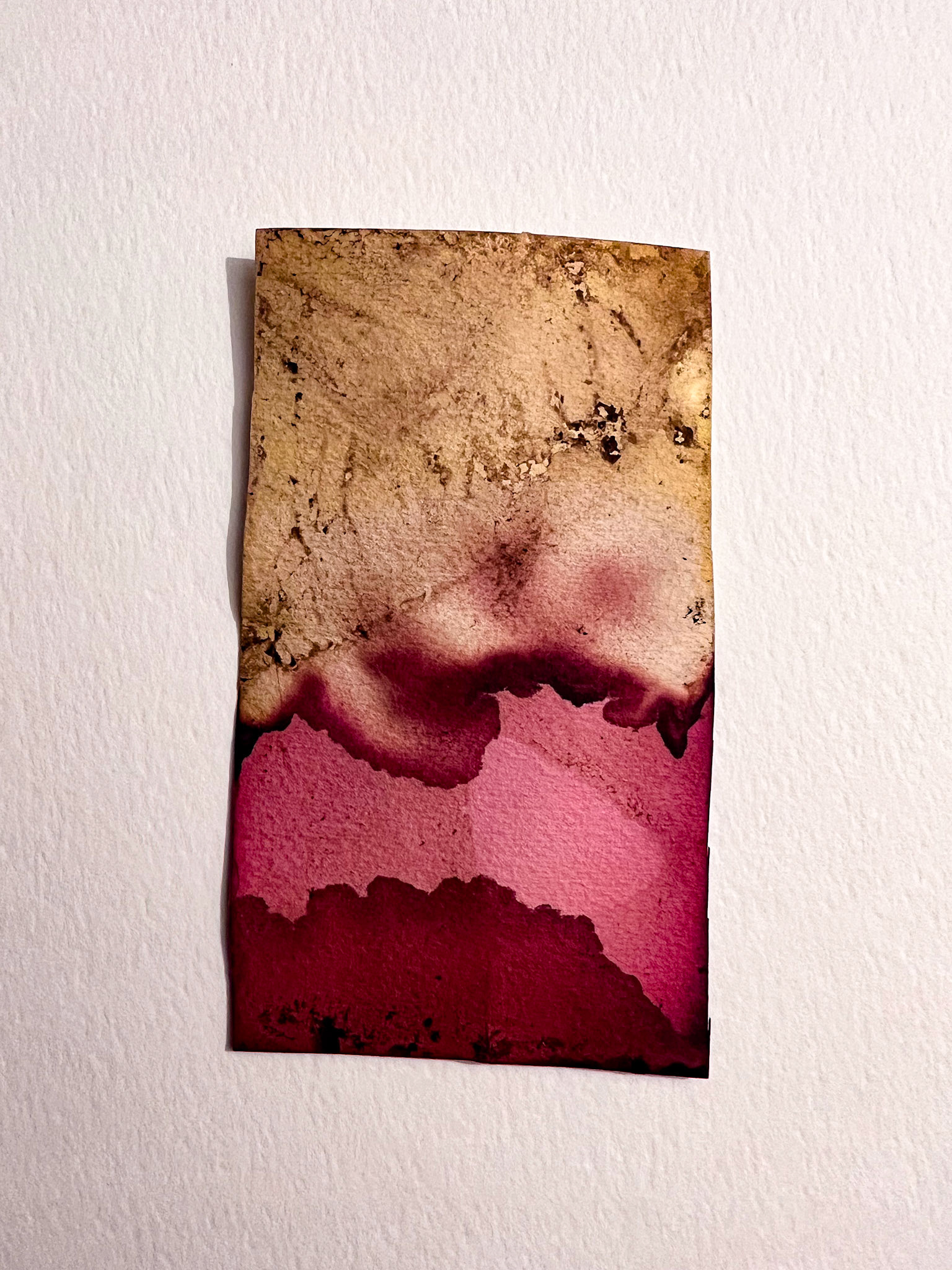 turmeric, hibiscus, & wild grape on watercolor paper