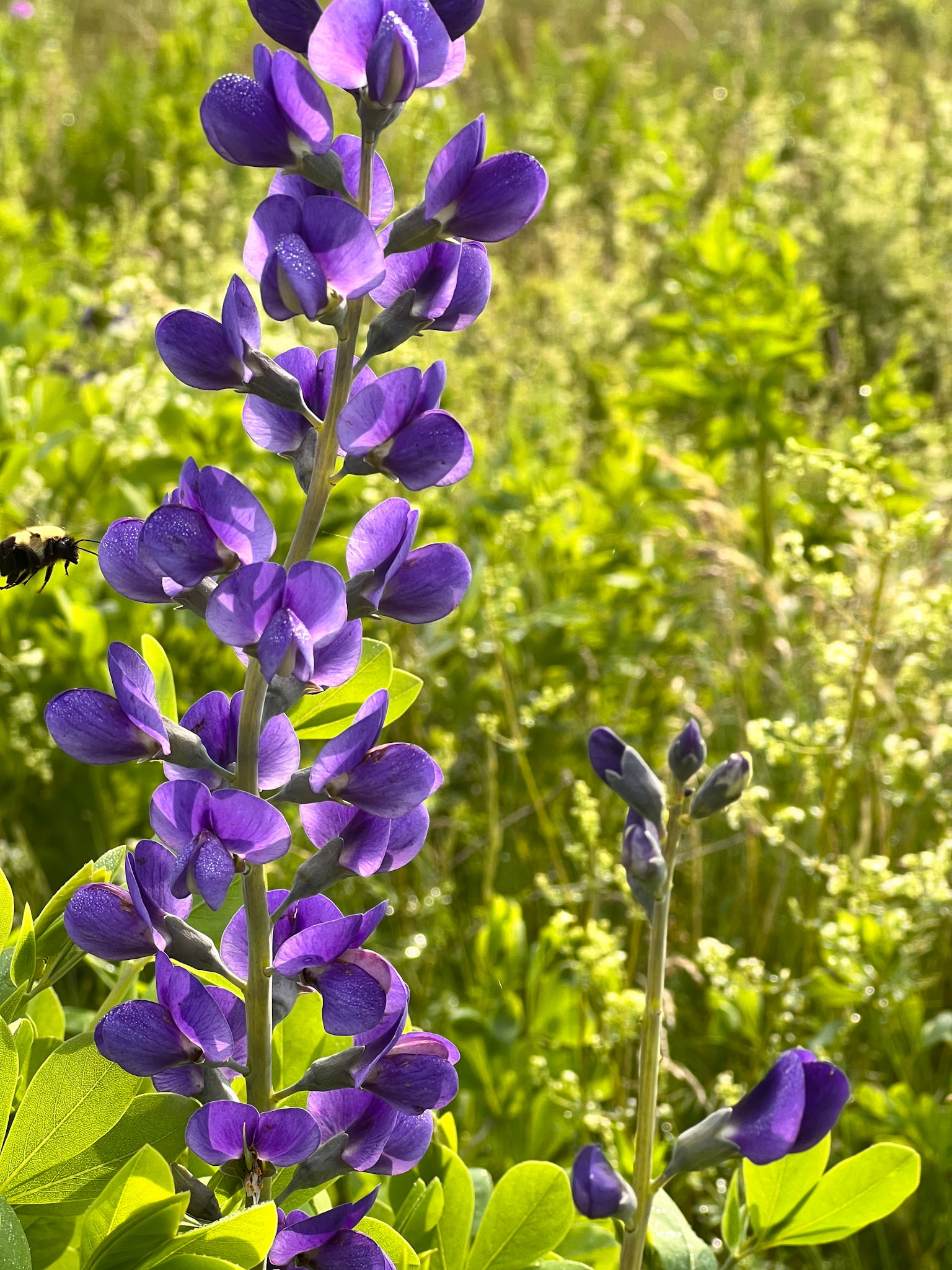 wild indigo