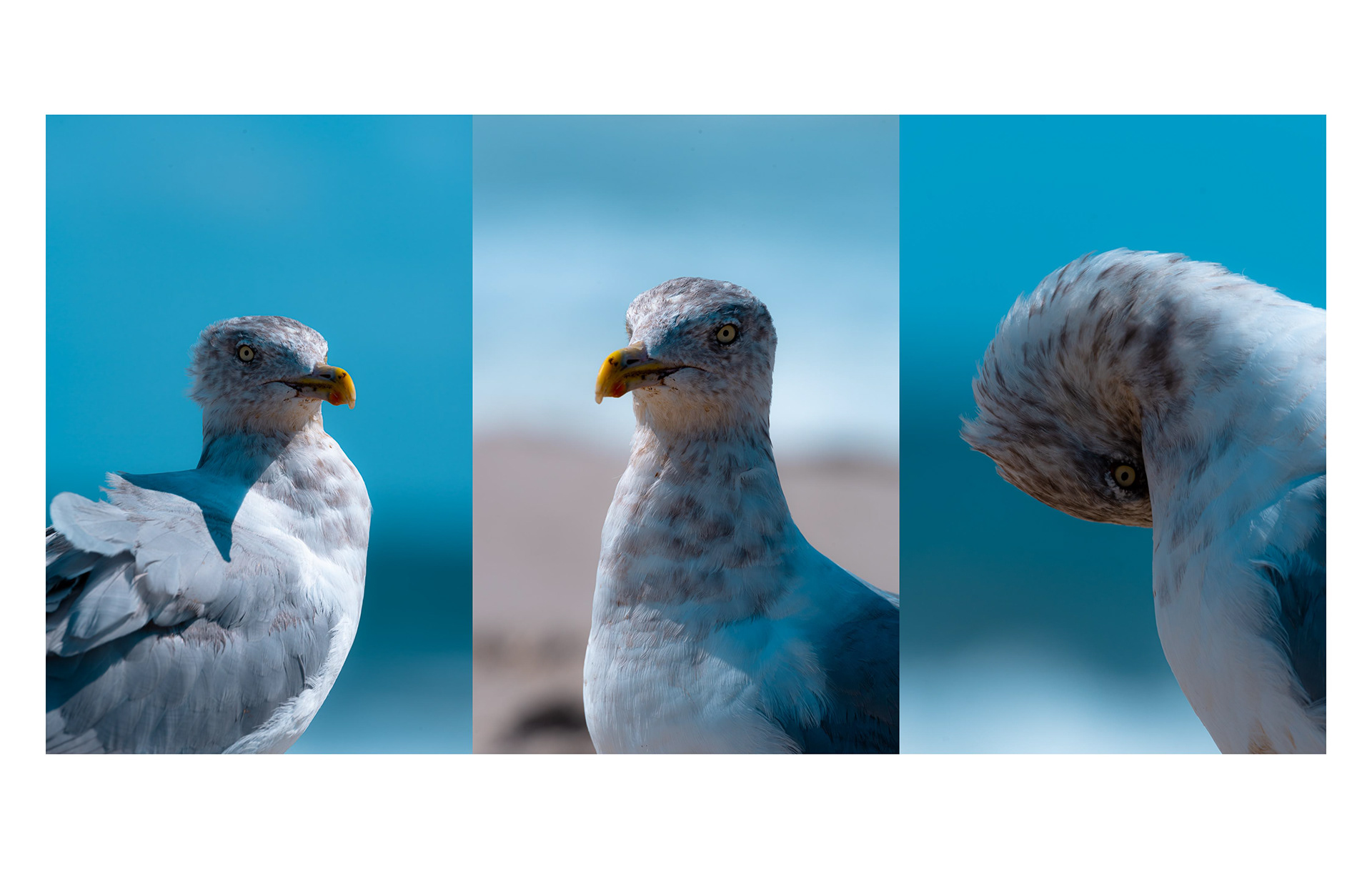 Seagull Triptych 