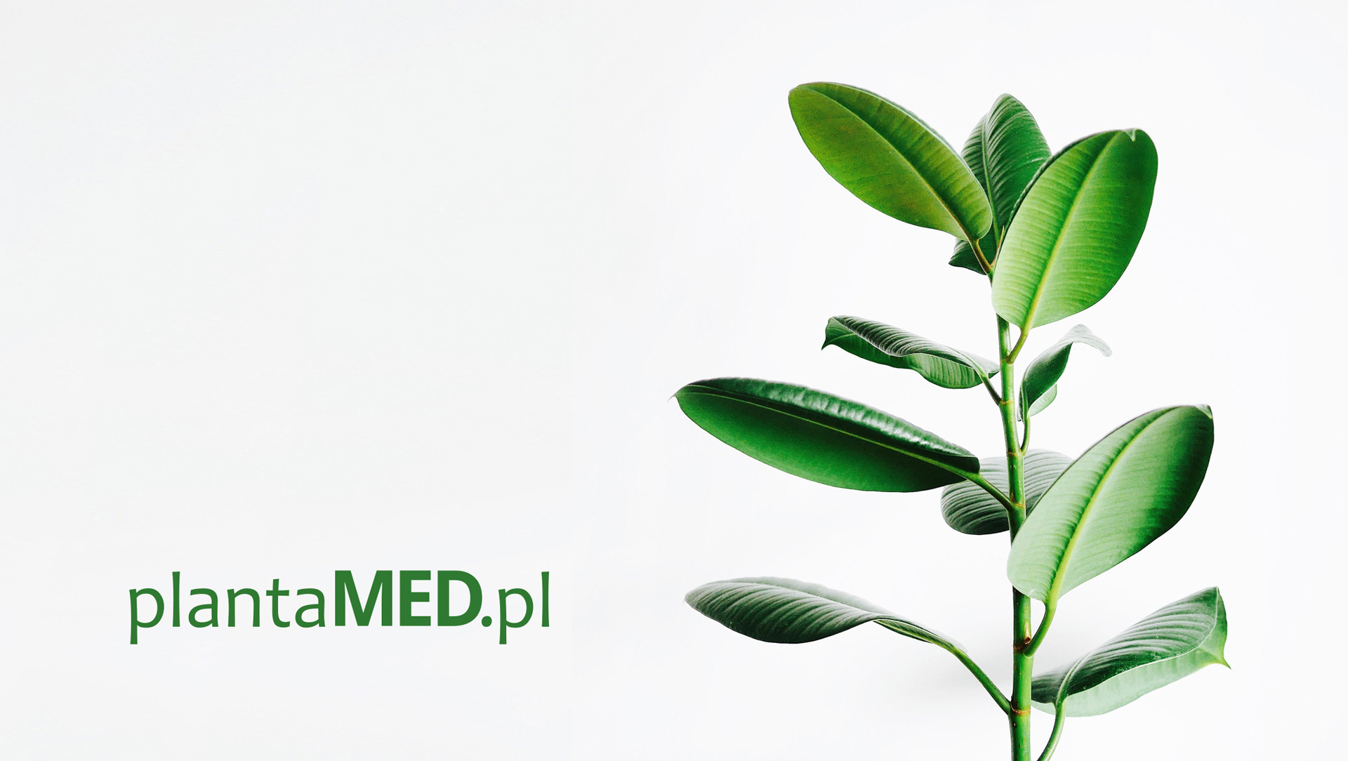 Rebranding i system identyfikacji wizualnej dla plantaMED. Zobacz projekt logo, materiałów drukowanych oraz kreacji digital dla e-commerce.