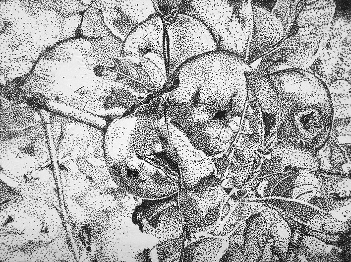 "Apples" - Pen & Ink