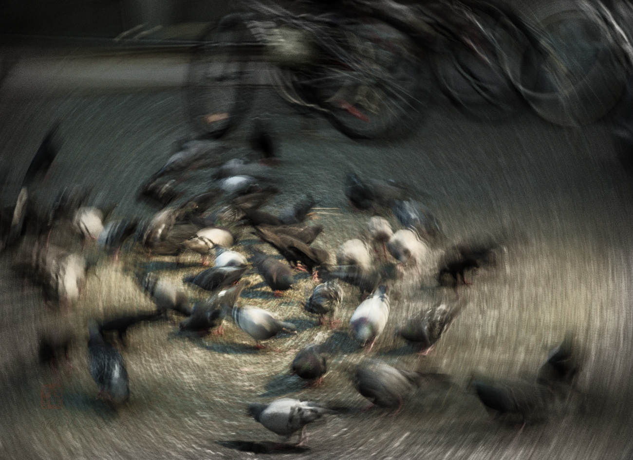 Pigeons feeding in Granville street-0407