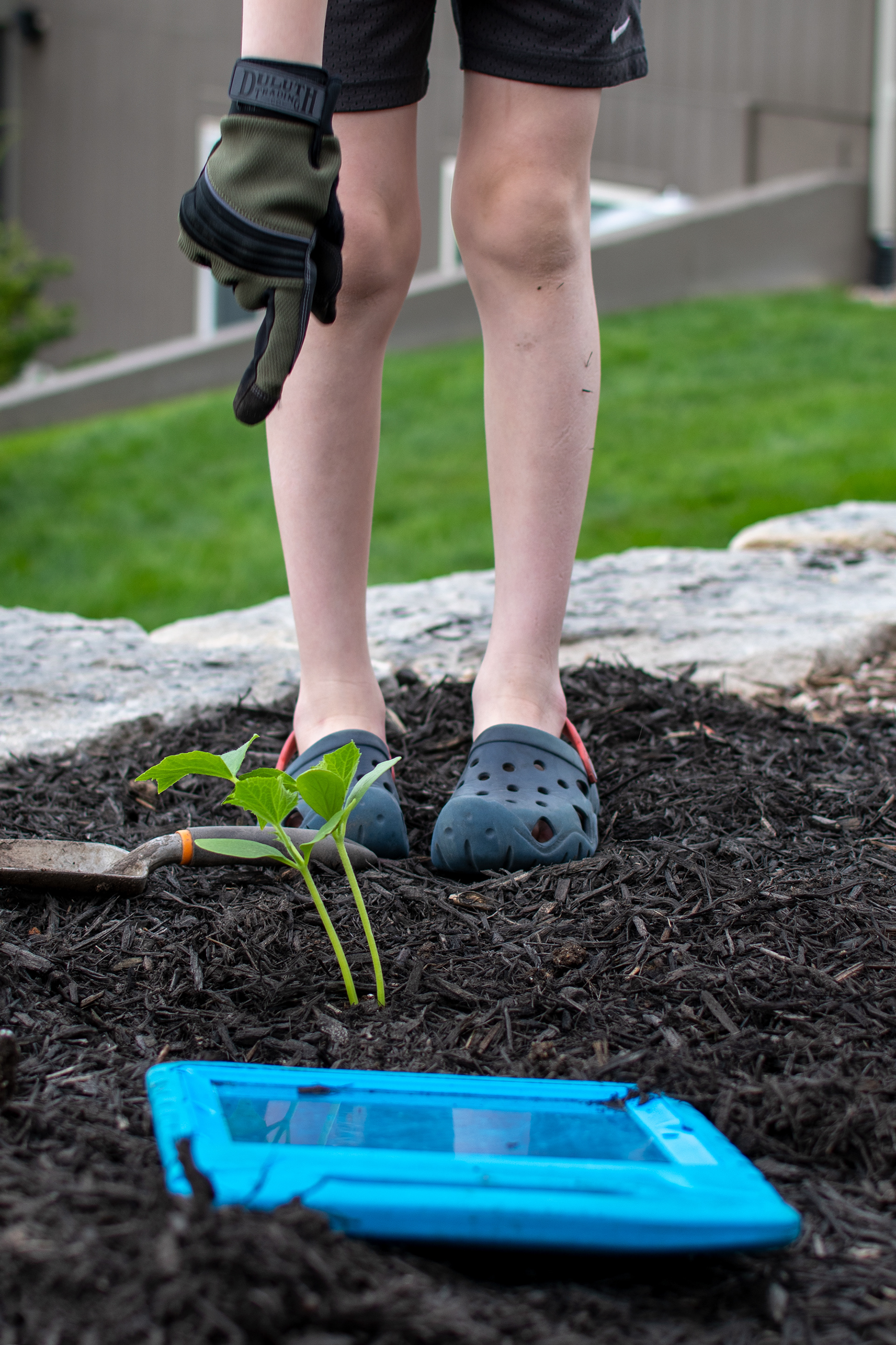 Gardening with iPad 4 -- 2020